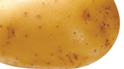 В Новой Зеландии вырастили восьмикилограммовую картофелину-мутант (ВИДЕО)