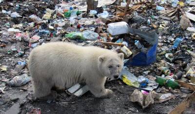 Ученые предупреждают: из льдов Арктики могут оттаять и мамонты, и ядерные отходы