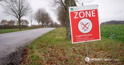 Птичий грипп в Европе: H5N1 зафиксировали на ферме в Дании