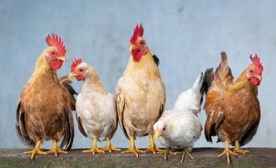 К 15 ноября должно полностью прекратиться горение на полигоне Боровской птицефабрики