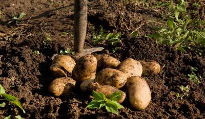 Побиты все прежние рекорды: супруги вырастили на своем огороде 8-килограммовую картофелину
