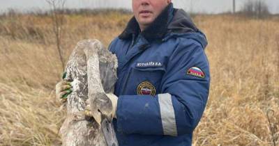 Россиянину помогли спасти разлетевшихся птенцов лебедей