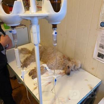 Зоогостиницу «Второй дом» проверит полиция: замученные и погибшие собаки на совести сотрудников передержки