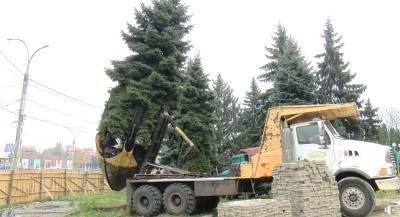 Видео: Эко-тренд в Черновицкой области, чтобы не уничтожать взрослые деревья их пересаживают
