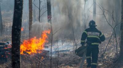 В России за сутки потушили лесные пожары на площади 535 га