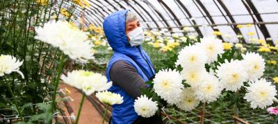 В иркутском «Горзеленхозе» расцвели более 7,5 тысяч хризантем