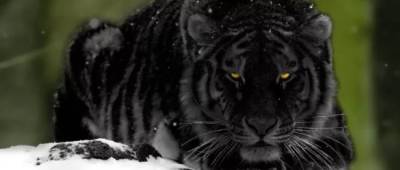Чорний Тигр принесе кардинальні зміни цим обраним знакам Зодіаку в 2022 році