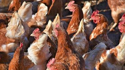 На территории Дергачевского района Саратовской области выявили очаг птичьего гриппа