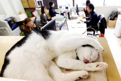 В Японии в офис поселили уличных кошек: подробности