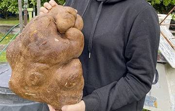 В Новой Зеландии нашли самую уродливую картошку