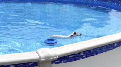 Собака нашла любопытный способ выбраться из бассейна и впечатлила сеть (Видео)