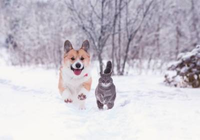 Зимовка с собакой и котом на даче (в вопросах и ответах) - skuke.net