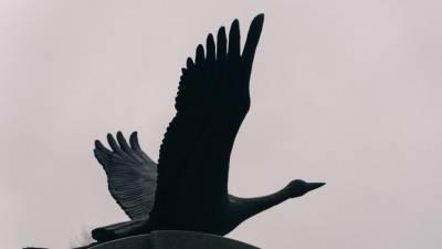 Отказ Смольного возместить траты на мемориал «Сложенные крылья» прокомментировали в фонде «Рейс 9268»