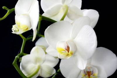 Как использовать чеснок для орхидей: хитрость, которой пользуются молодые хозяйки