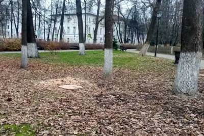 В Ярославле в центре города спилили три здоровых дерева