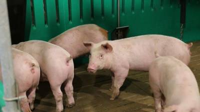 Экологи против свиней: испанские активисты добиваются закрытия крупных ферм