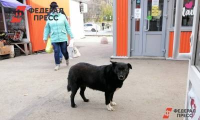 Ямальская прокуратура начала проверку после нападения собаки на ребенка в Аксарке