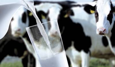 Украина увеличила импорт молочки на 22% — УКАБ