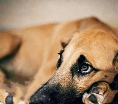 Собаки, как и люди, могут страдать расстройствами психики