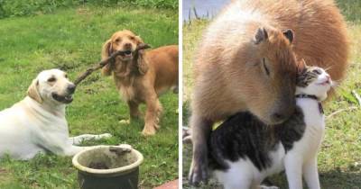 17 случаев, когда питомцы нашли себе друзей среди животных и подарили им всю свою любовь и заботу