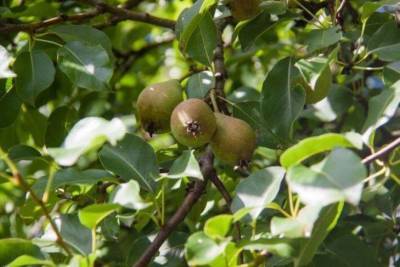Как заставить плодоносить грушу на следующий год, посаженную этой осенью: 3 секрета огородника