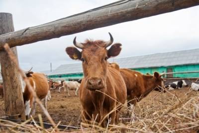С начала года в Астраханской области произошло 231 ДТП со скотом