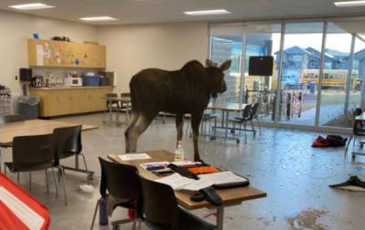В Канаде лось зашел в класс и сорвал урок биологии
