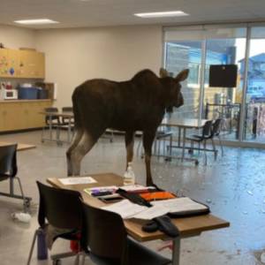 В Канаде лось сорвал школьный урок биологии