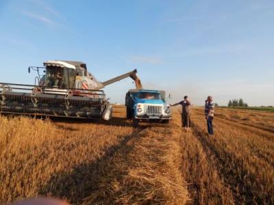 Урожай зерновых в России может оказаться ниже прошлогоднего