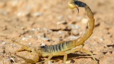 Подросток в тяжелом состоянии из-за укуса скорпиона в Араде