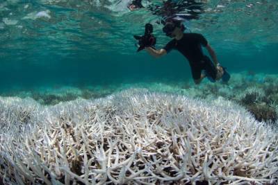 В Австралии почти полностью обесцветился Большой барьерный риф