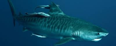 Некоторые виды рыб используют живых акул в качестве средства ухода за телом