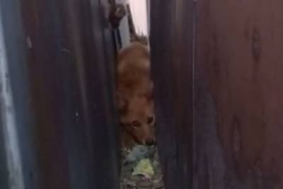 В Улан-Удэ спасли собаку, застрявшую на семь дней между гаражами