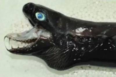 Пользователи Reddit напуганы фото морского монстра с выдвижной челюстью