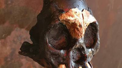 «Дитя тьмы»: в пещере Восходящей звезды найден первый череп ребенка Homo naledi