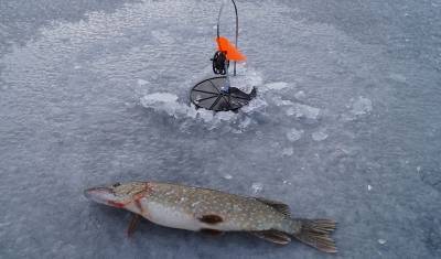 Тюменские рыбаки все чаще выходят на неокрепший лед