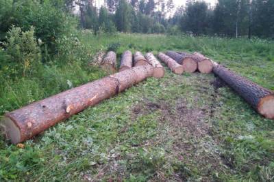7 лет тюрьмы получил вырубивший леса на 650 тысяч рублей житель Енисейска