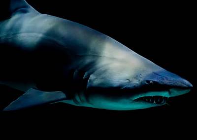 Некоторые рыбы выбрали акул в качестве средства для ухода за телом