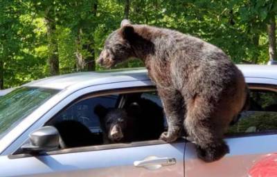 Курьез: наглый медведь чуть не угнал авто у американца. ФОТО