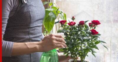 Одно разочарование: 5 растений, которые лучше не покупать начинающим цветоводам