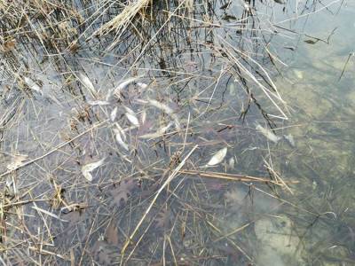В гомельском озере обнаружен мор рыбы