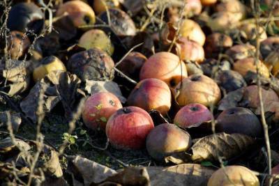 Зачем опавшие яблоки закапывают под гортензией: хитрость, о которой не знают дачники