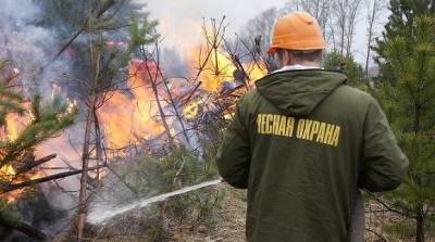 Площадь лесных пожаров в России, на которых идут работы по тушению, выросла в 17 раз за сутки