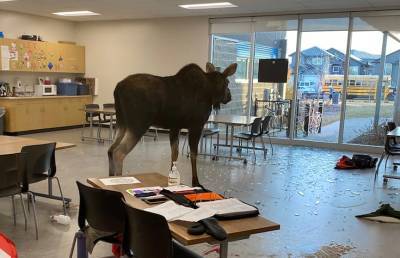 В Канаде лось ворвался в школу и сорвал урок