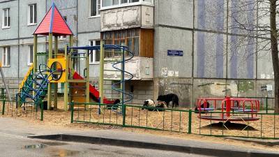 В сыктывкарской Орбите стая больших собак захватила детскую площадку