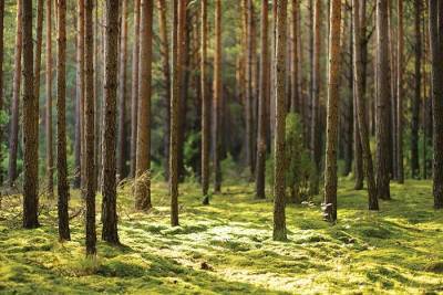 Драматическое состояние городского леса Франкфурта-на-Майне: 96,4% всех деревьев больны
