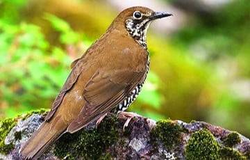 Ученые выяснили, почему птицы во всем мире стали петь тише