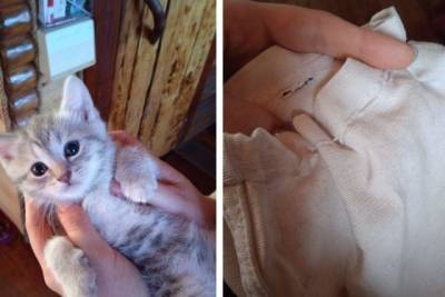 В Новосибирской области женщина подбросила бывшей хозяйке котёнка, зашитого в мешок