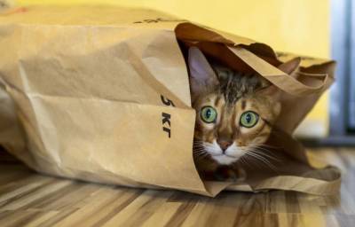 Почему кошки любят шуршащие пакеты?