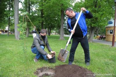 Более 11 тысяч деревьев появятся в Гродно в этом году